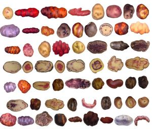 Varieties of Potatoes cultivated under different conditions in the Andes, each offering different nutritional properties.