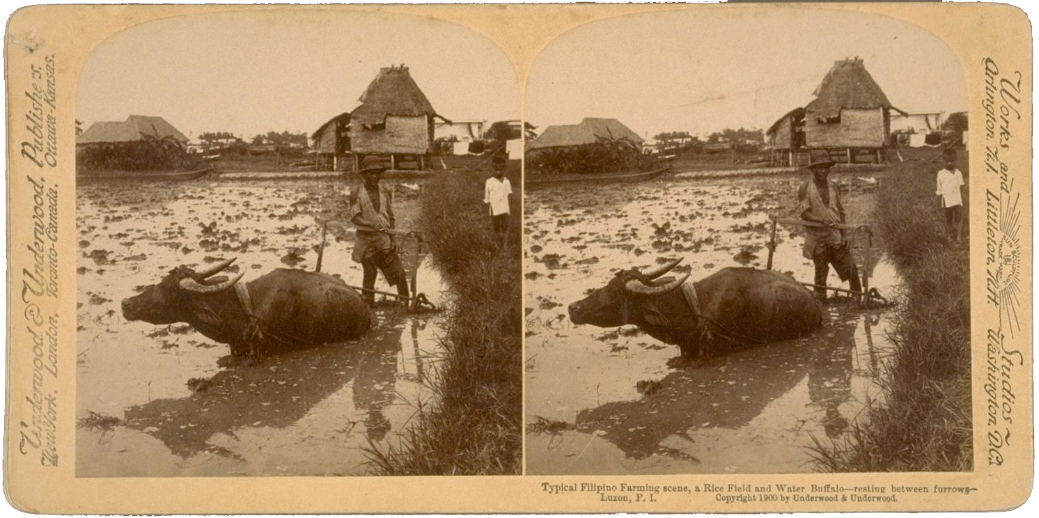 typical filipino farming scene